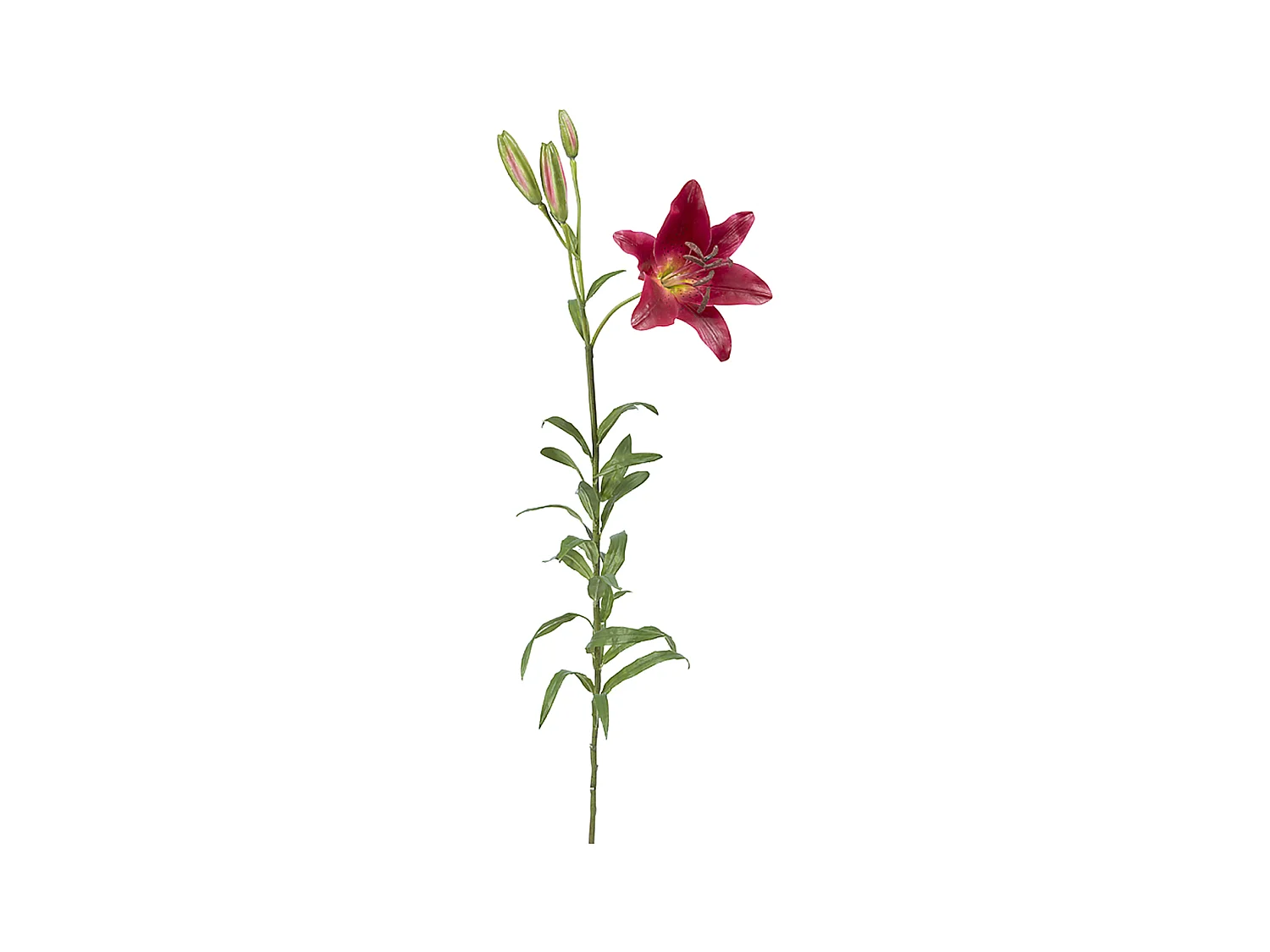 Tige de Lily Rubrum Elsa