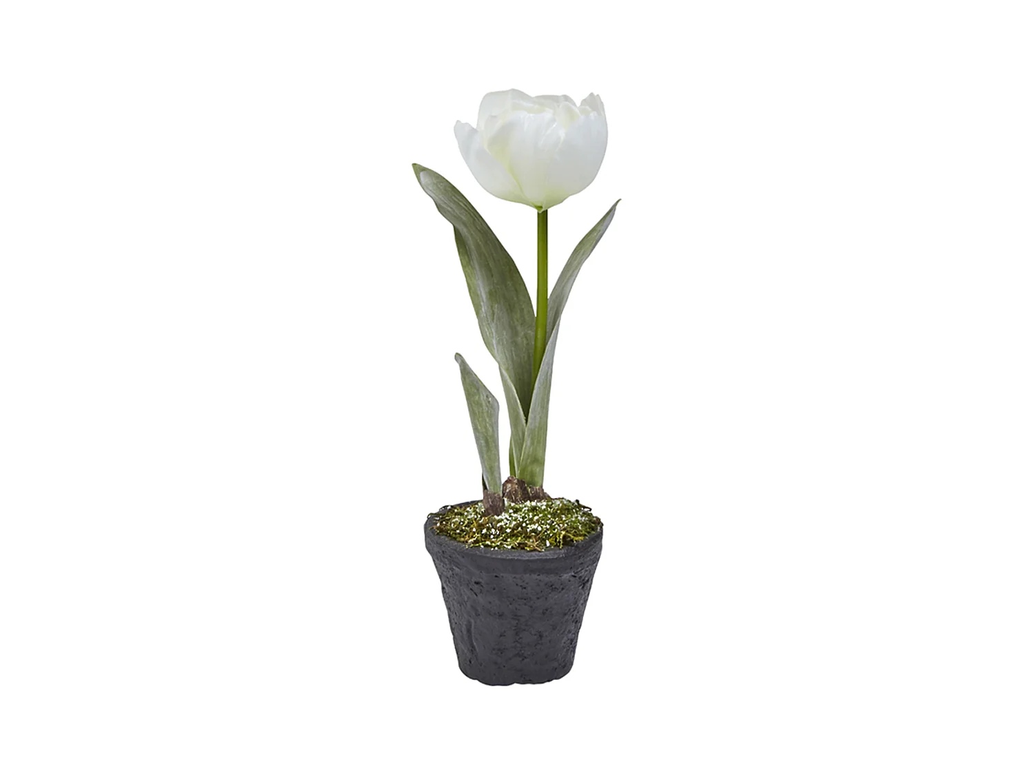 Tulipe Givrée en Pot Noël - Rouge