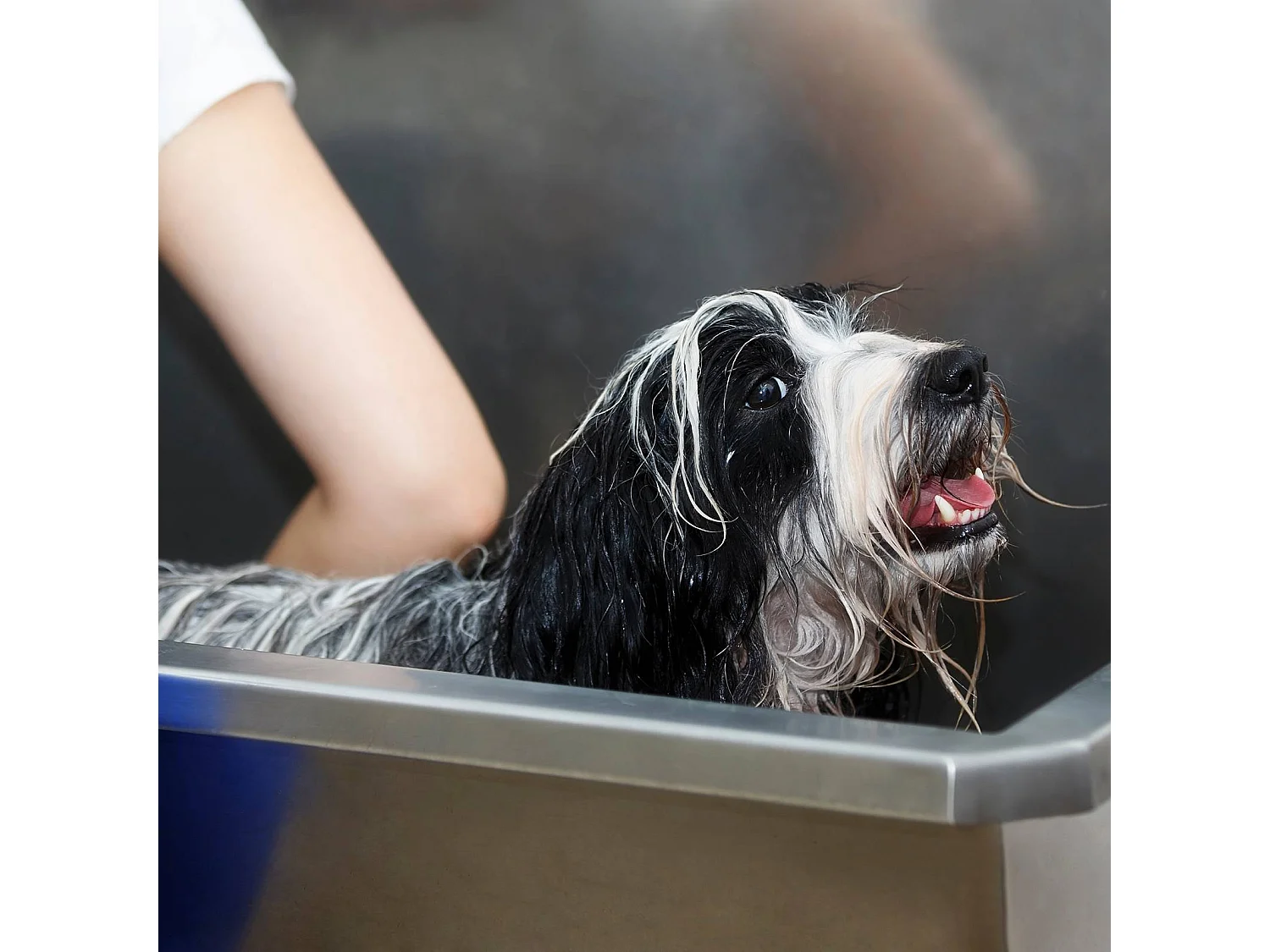 Hunde Katzen Haustiere Badewanne Bathtube Hundebadewanne Dusche Kopf Haustier Dusche Tierdusche Hundedusche 400mm Edelstahl