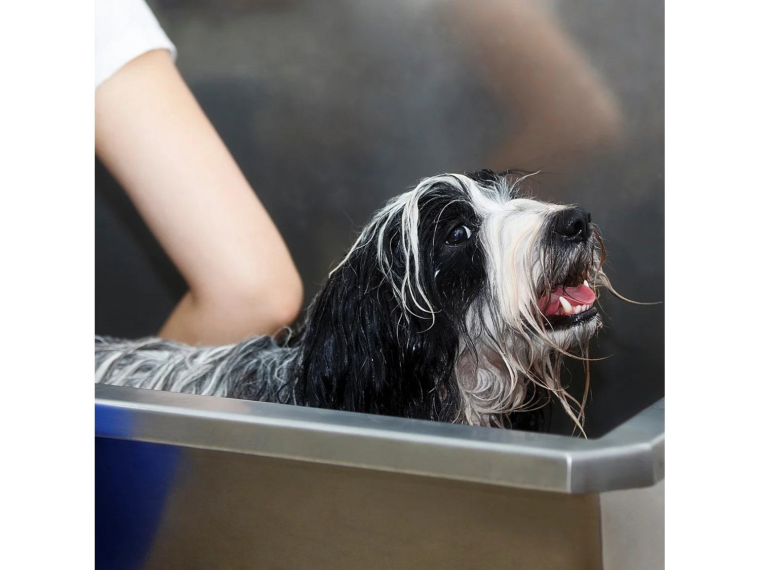 Hunde Katzen Haustiere Badewanne Bathtube Hundebadewanne Dusche Kopf Haustier Dusche Tierdusche Hundedusche 400mm Edelstahl