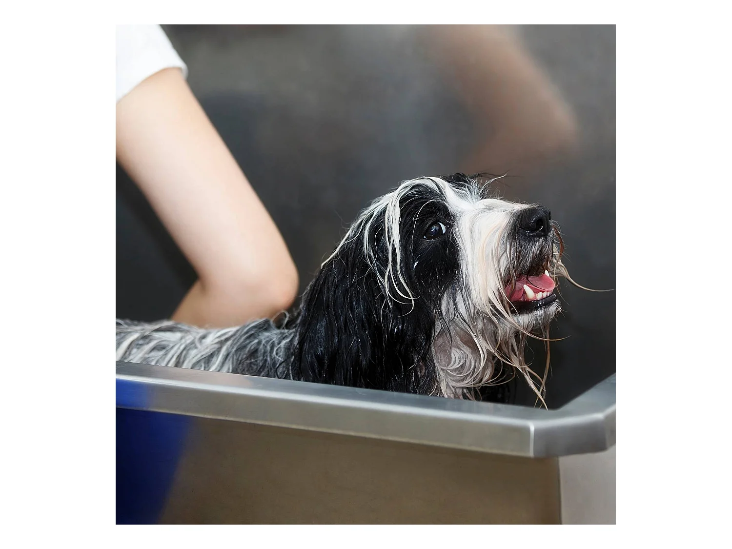 Baignoire de Toilettage Inox 600mm