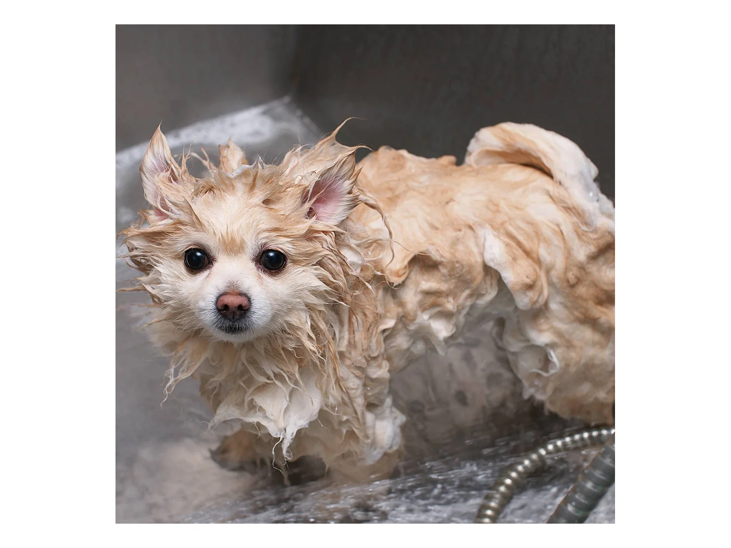 Baignoire de Toilettage Inox 600mm