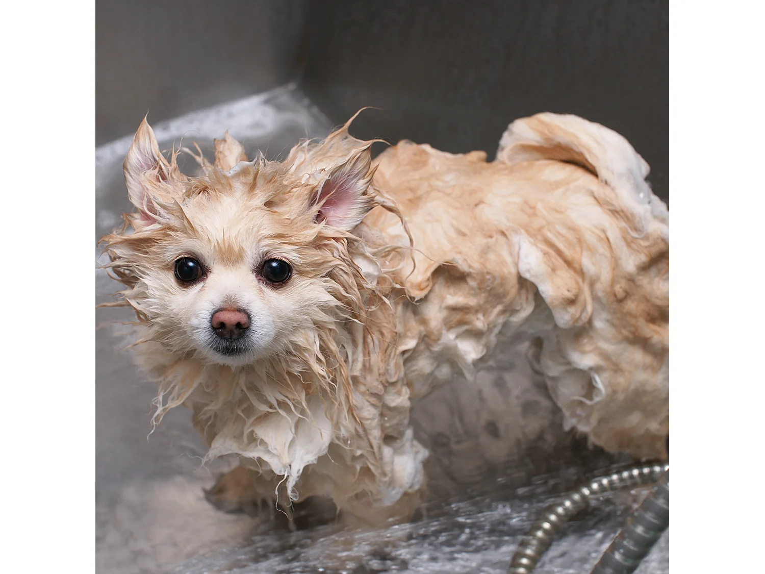 MonsterShop – Vasca da Bagno per Toelettatura Cani Gatti e Animali Domestici in Acciaio Inossidabile Inox – 600mm