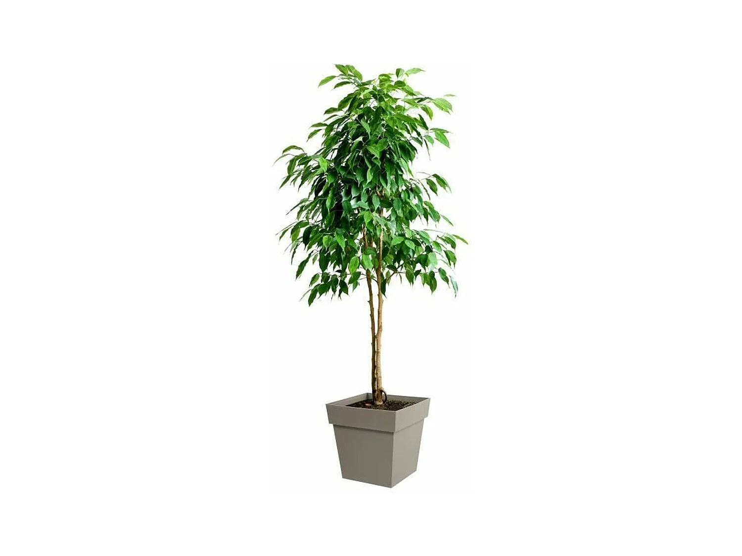 Pot de fleur carré Toscane 39 x H.39 cm - Taupe - Eda