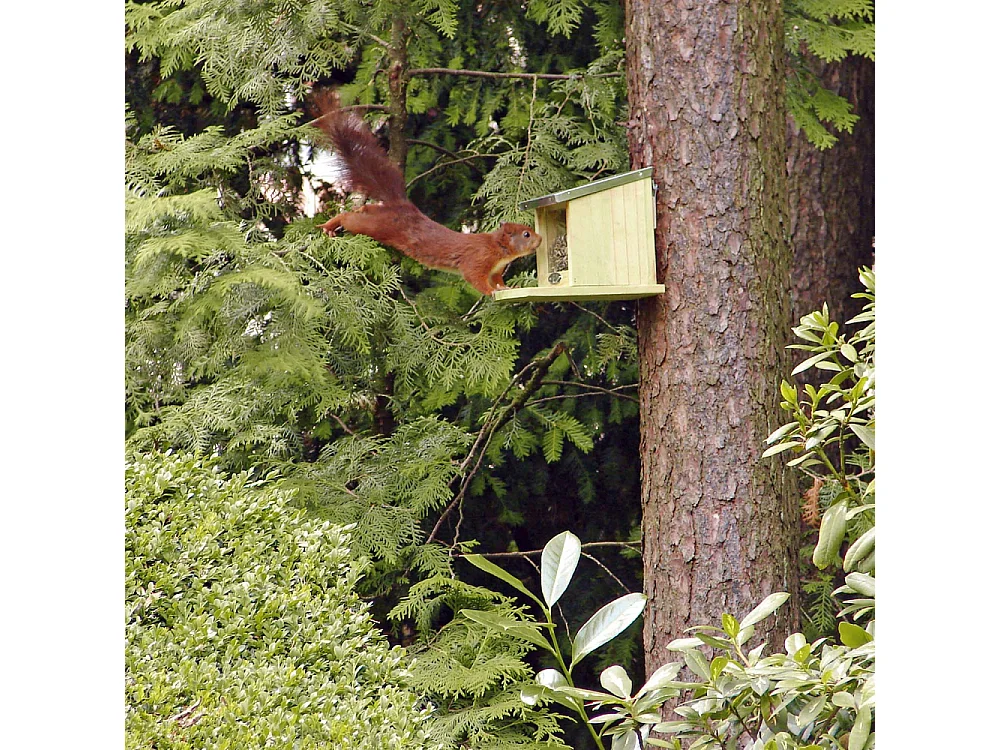 Mangiatoia per scoiattoli in legno e zinco