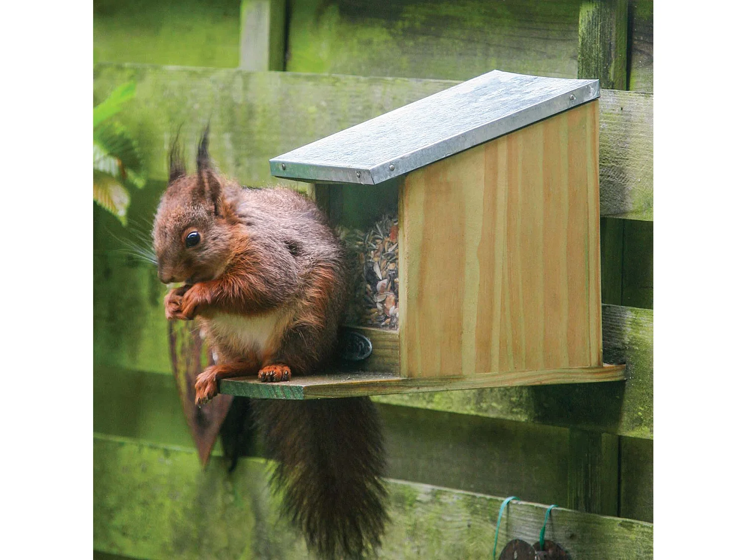 Eichhörnchen Futterhaus aus Holz und Zink