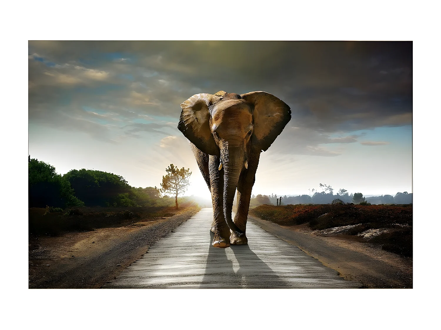 Afdrukken op Canvas Olifant - Veelkleurig - 150x3x100 cm - EPIKASA