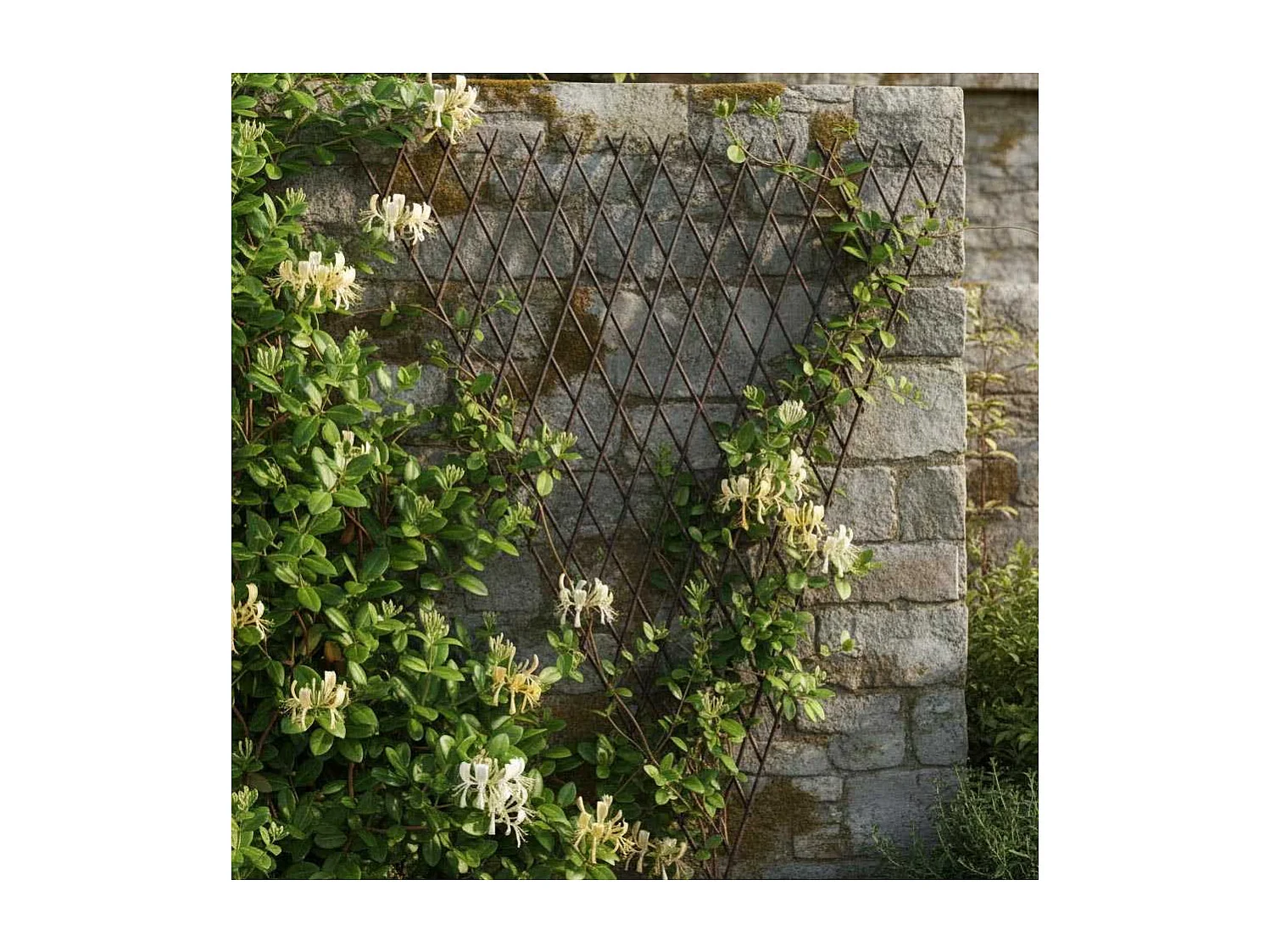 Treilli extensible en bois de saule