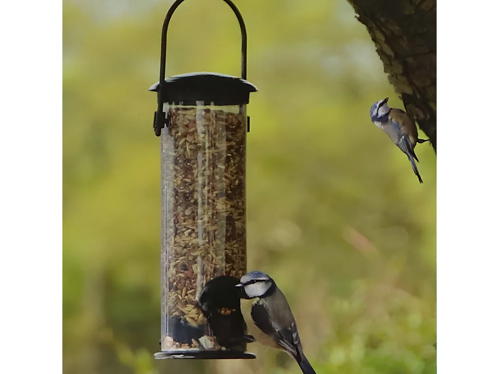 Set abri mangeoire et graines oiseaux Pour mésanges bleues