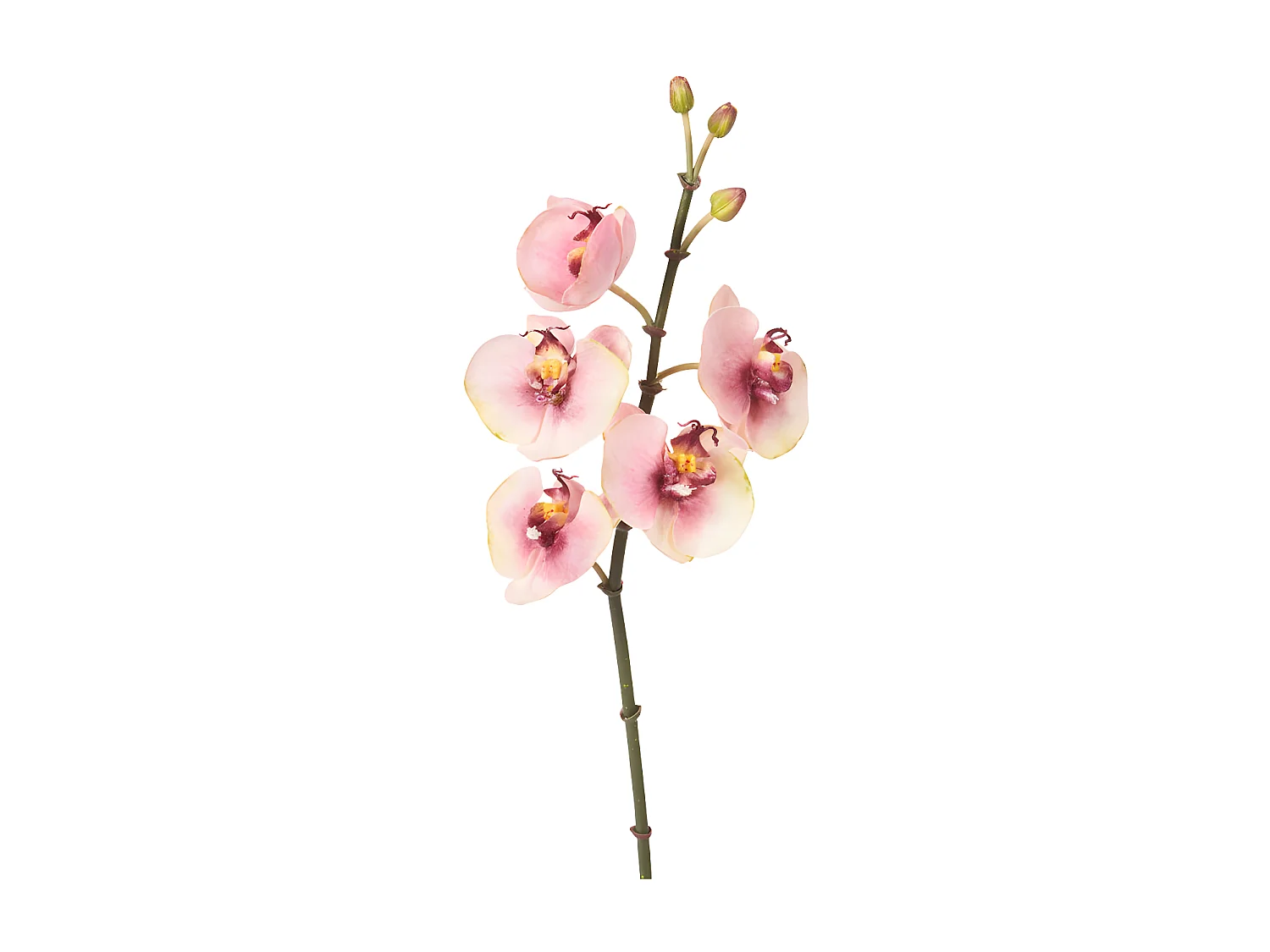 Tige d'Orchidée Phalaenopsis Budy - Fuchsia / 42 cm