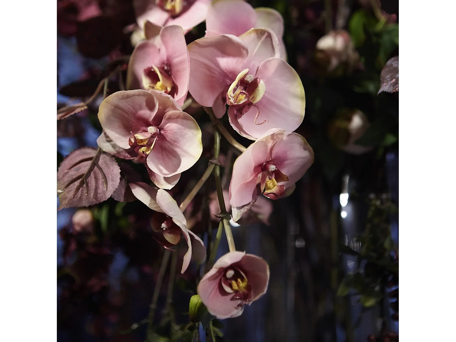 Tige d'Orchidée Phalaenopsis Budy - Fuchsia / 42 cm