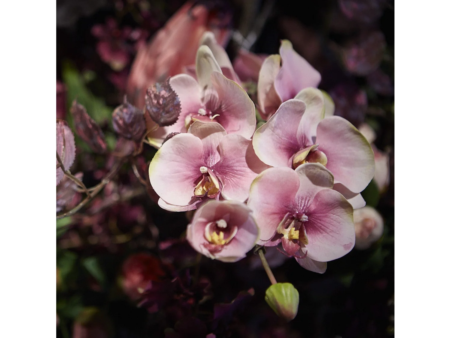 Tige d'Orchidée Phalaenopsis Budy - Fuchsia / 42 cm