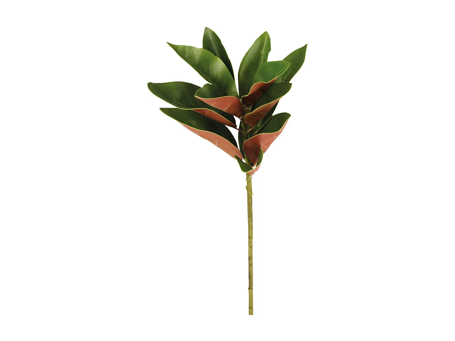 Feuillage de Magnolia Grandiflora - Vert / 76 cm