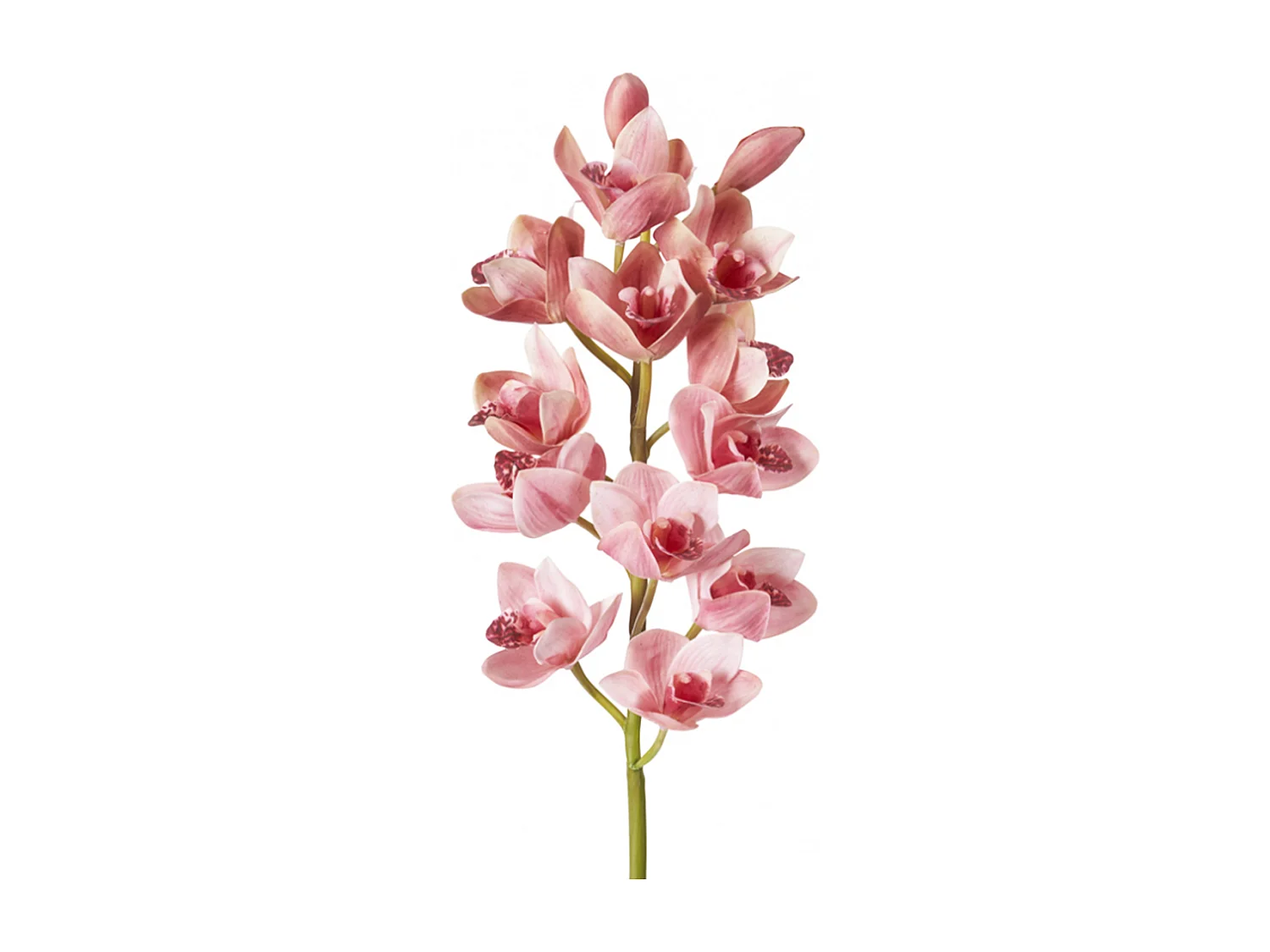 Tige d'Orchidée Cymbidium - Rose / 100 cm