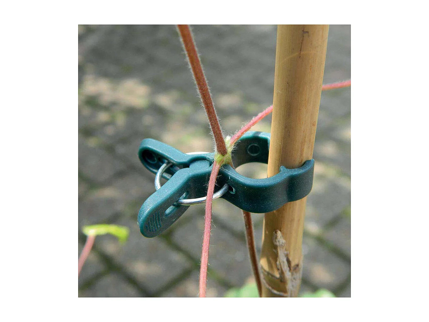 Pinces de fixation en plastique pour plantes (Lot de 10)