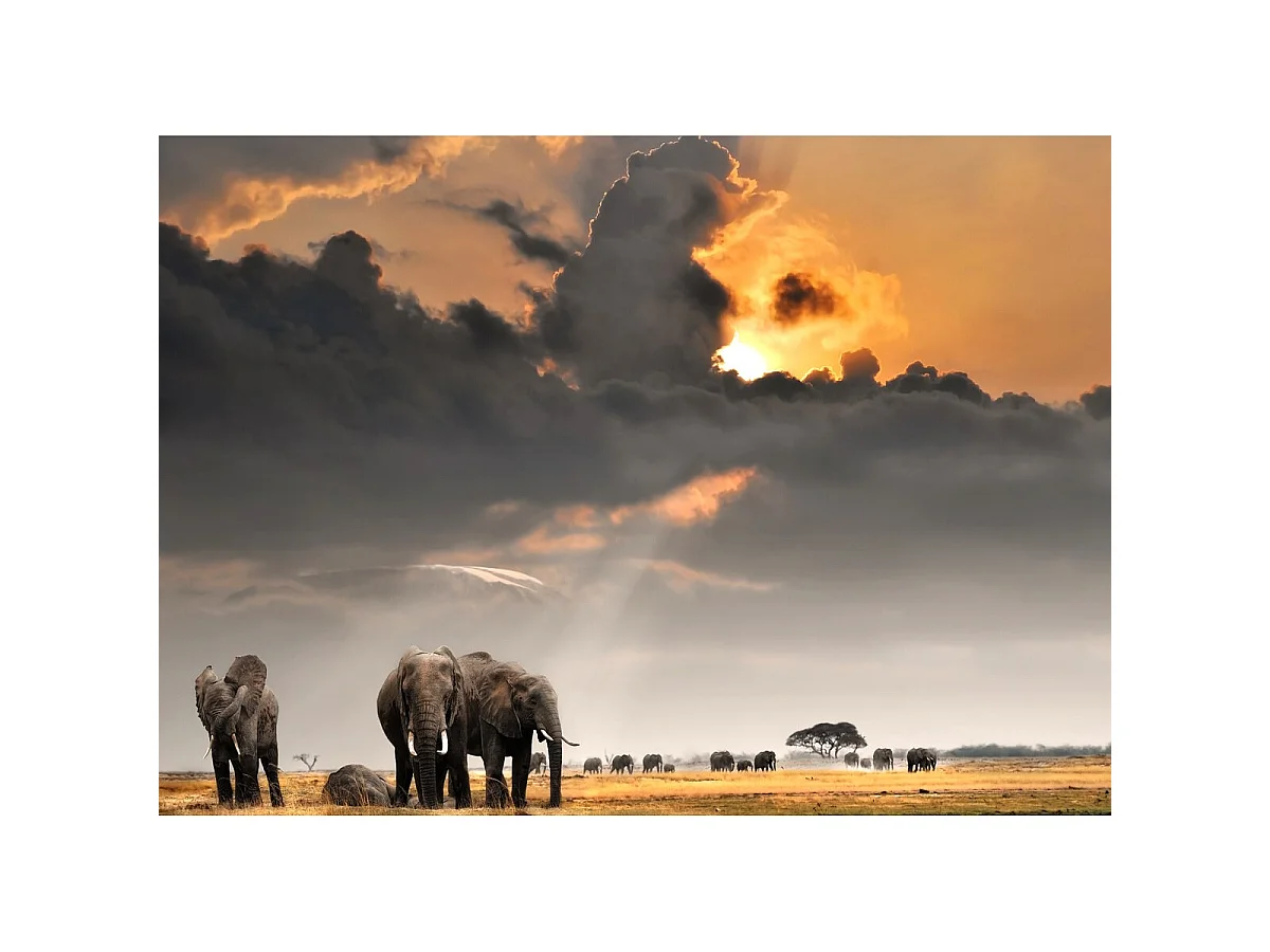 Tableau sur Toile Troupeau d'Éléphants 45x65 cm - Sauvage et Majestueux, image size:1200x900