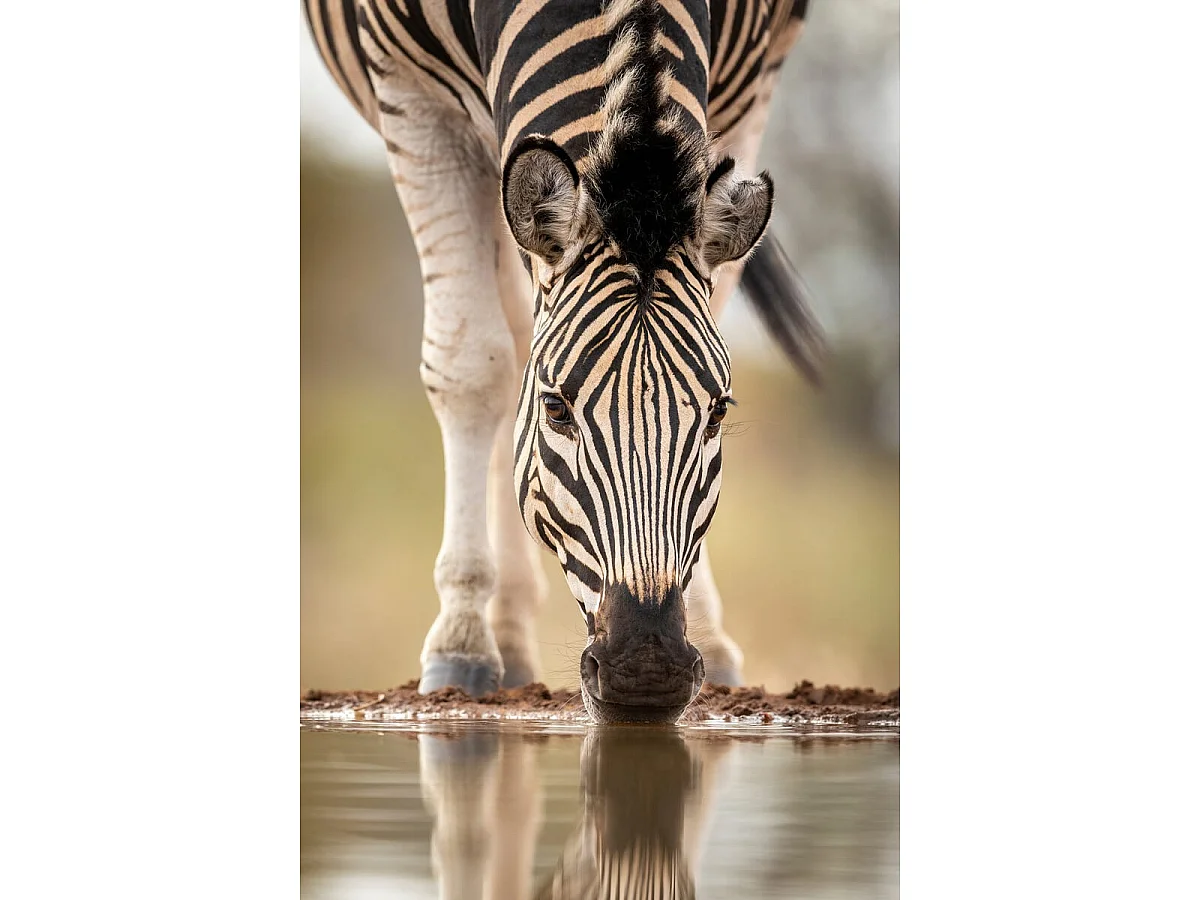 Tableau sur toile zèbre boit 65x97 cm