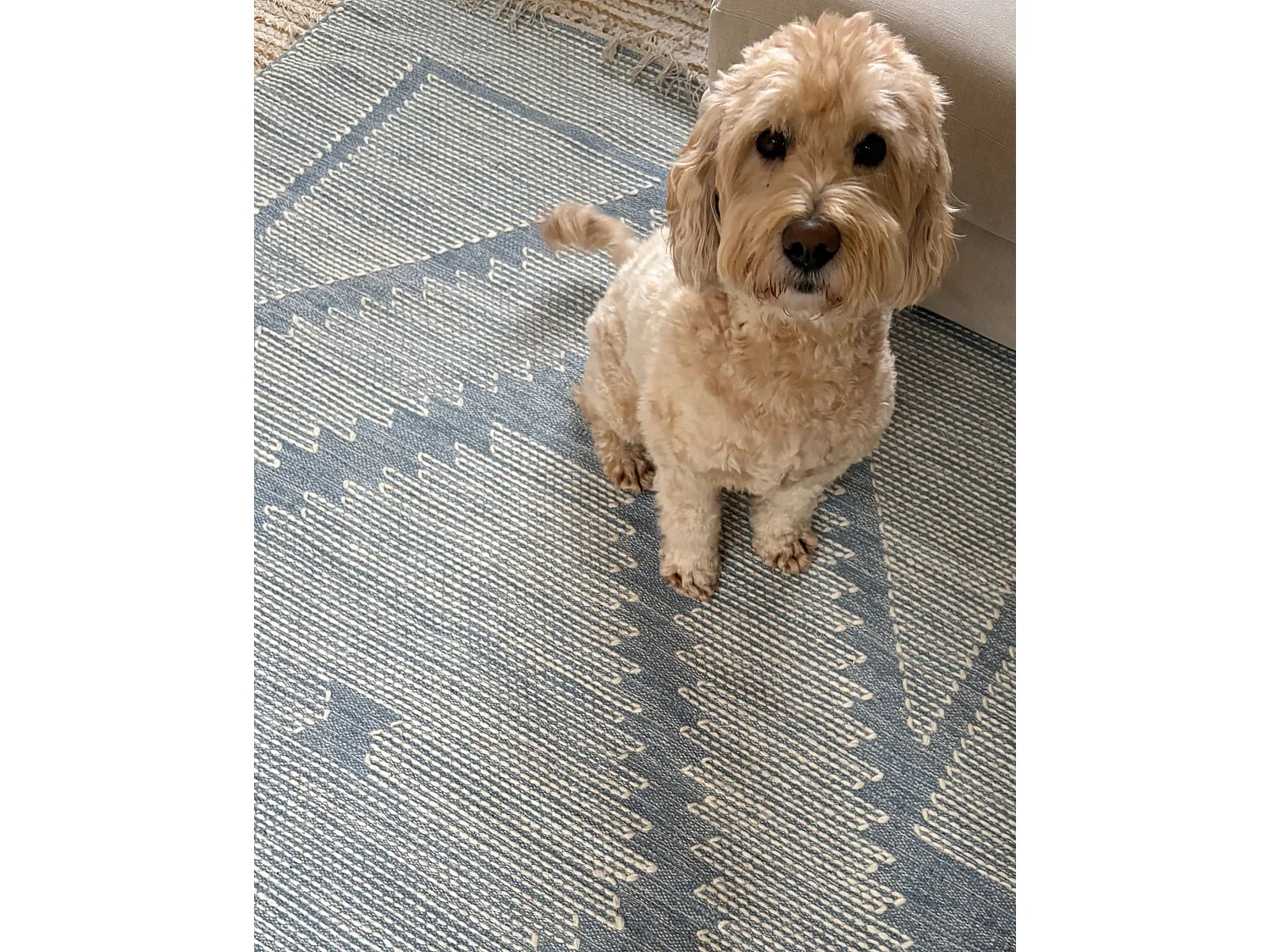 Tapis en coton bleu et blanc 160 x 230 cm ANSAR