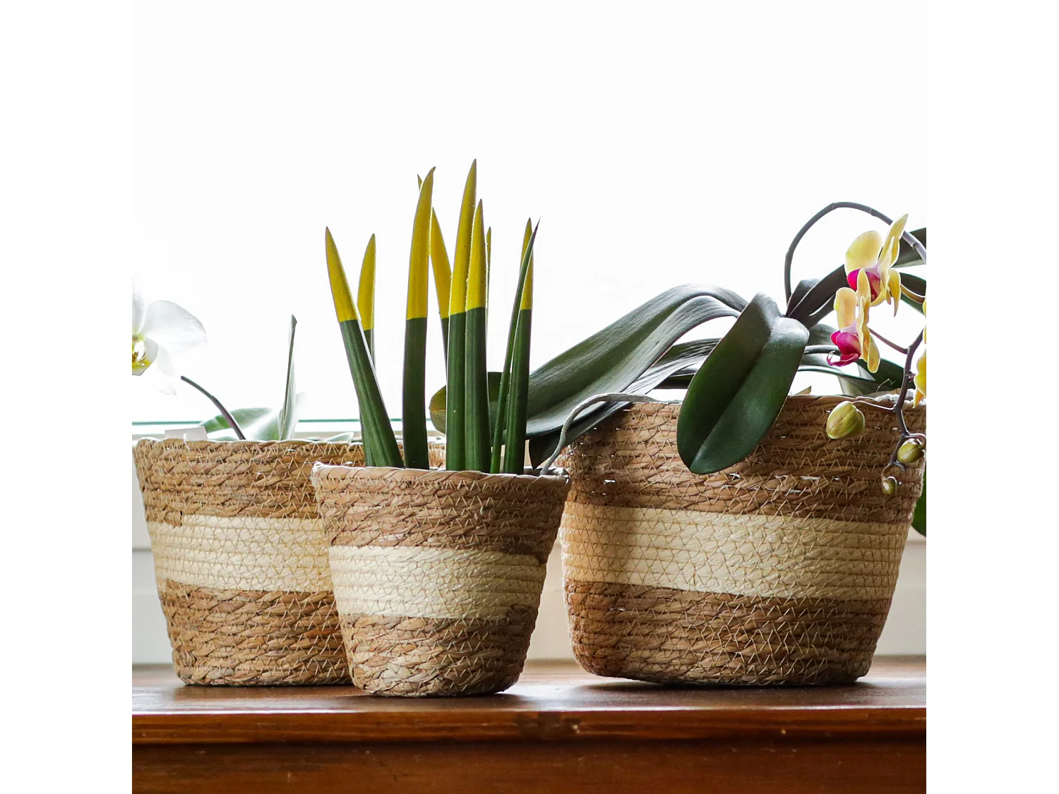 Set 3 Paniers à Plantes d'Extérieur Doublés Quenouilles Marron Beige