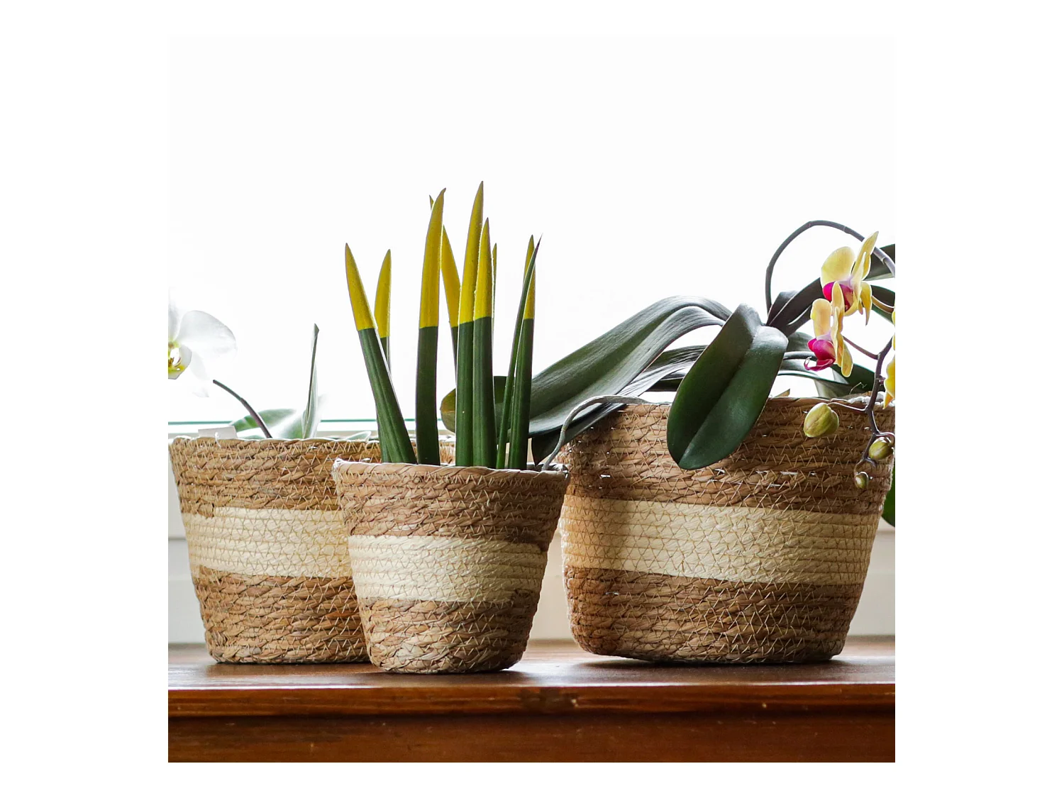 Set 3 Paniers à Plantes d'Extérieur Doublés Quenouilles Marron Beige