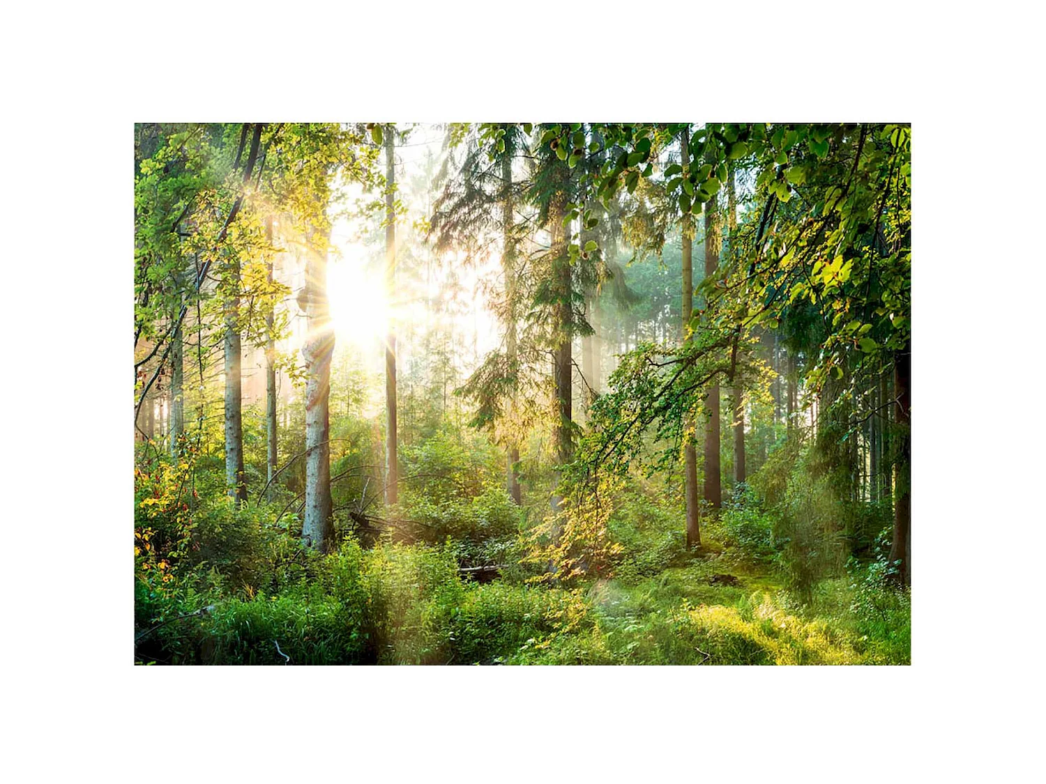 Papier peint adhésif Nature sauvage - 294 x 210 cm