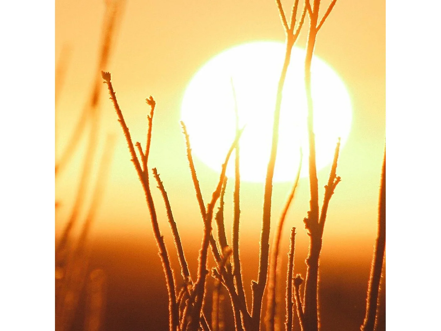 Tableau bois coucher de soleil 2 - 90 x 60 cm