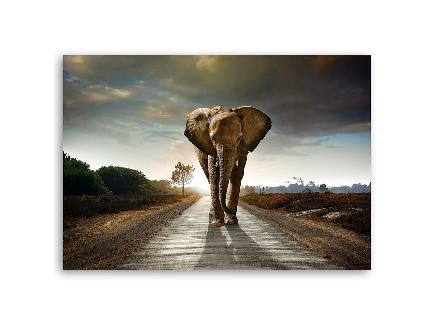 Tableau éléphant sur la route - 90 x 60 cm