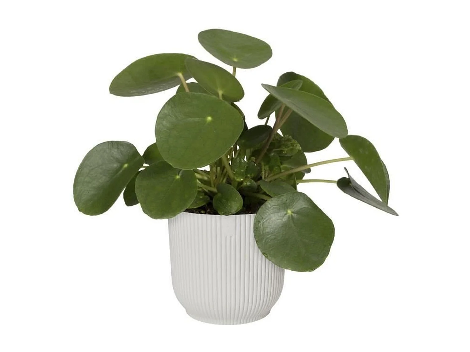 Pot de fleurs plastique blanc Ø 25x 23 cm