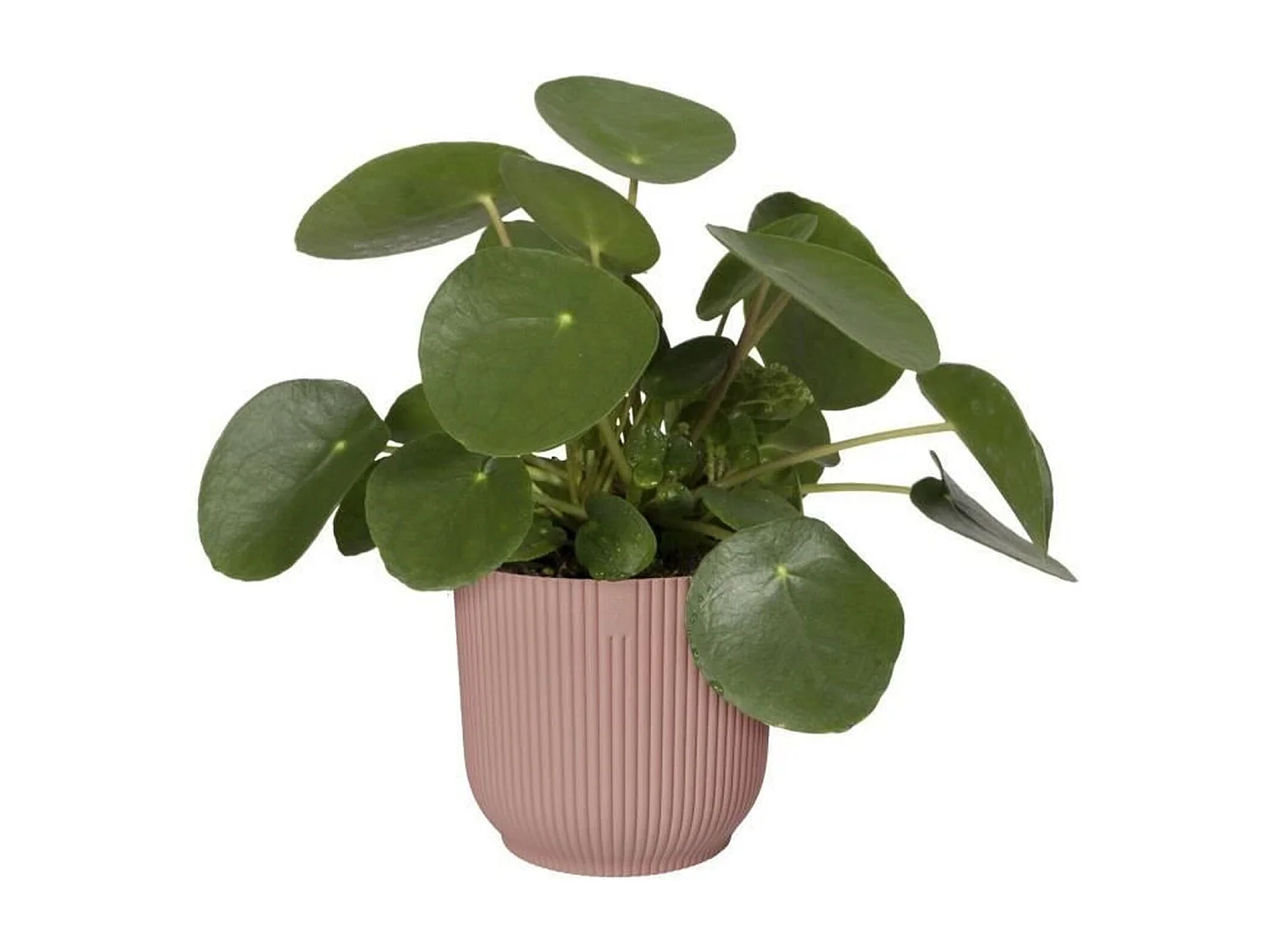 Pot de fleurs Rond VIBES - Plastique - Ø 25 - Rose poudré