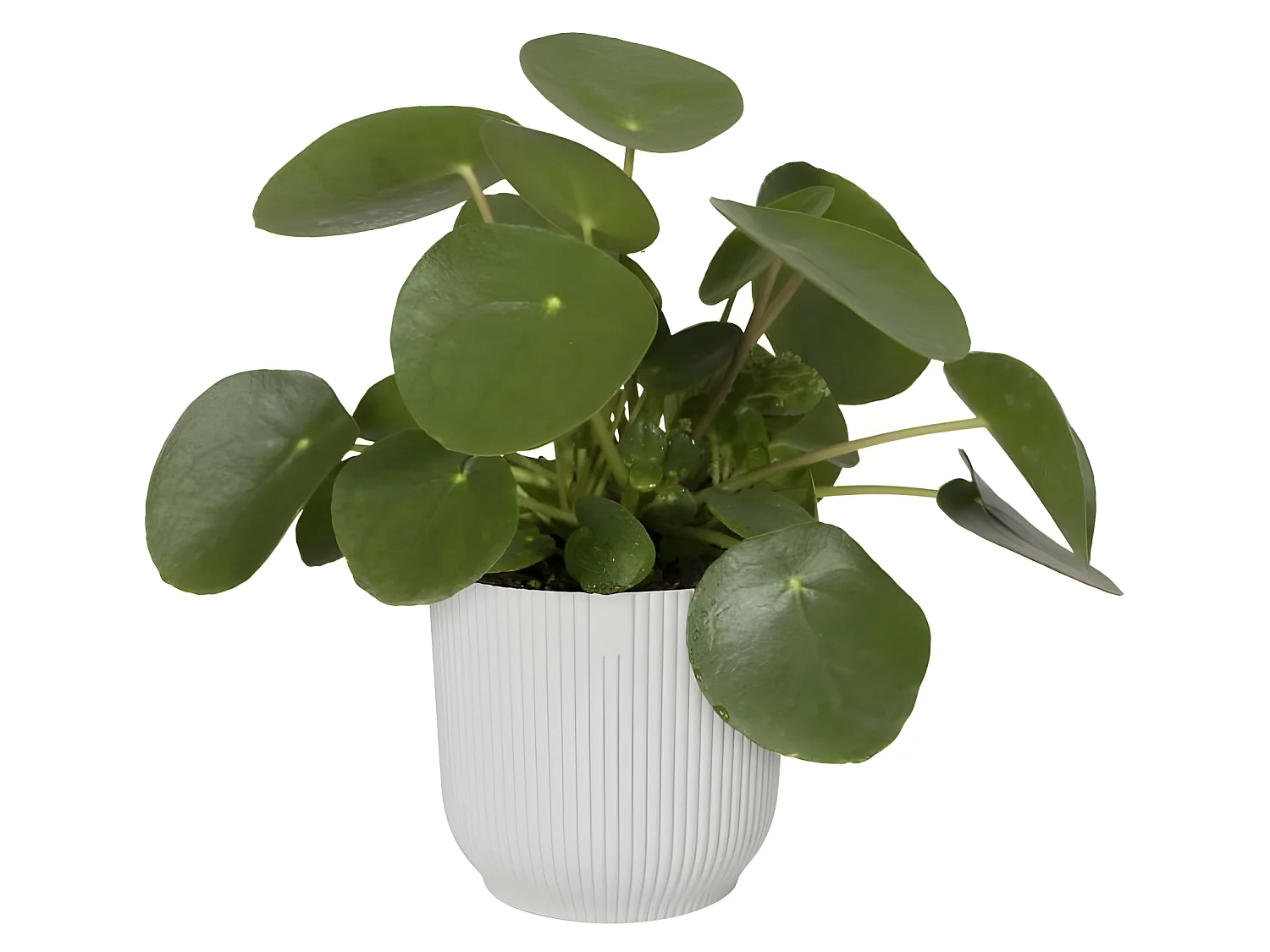 Pot De Fleurs Rond VIBES - Plastique - Ø22 - Blanc