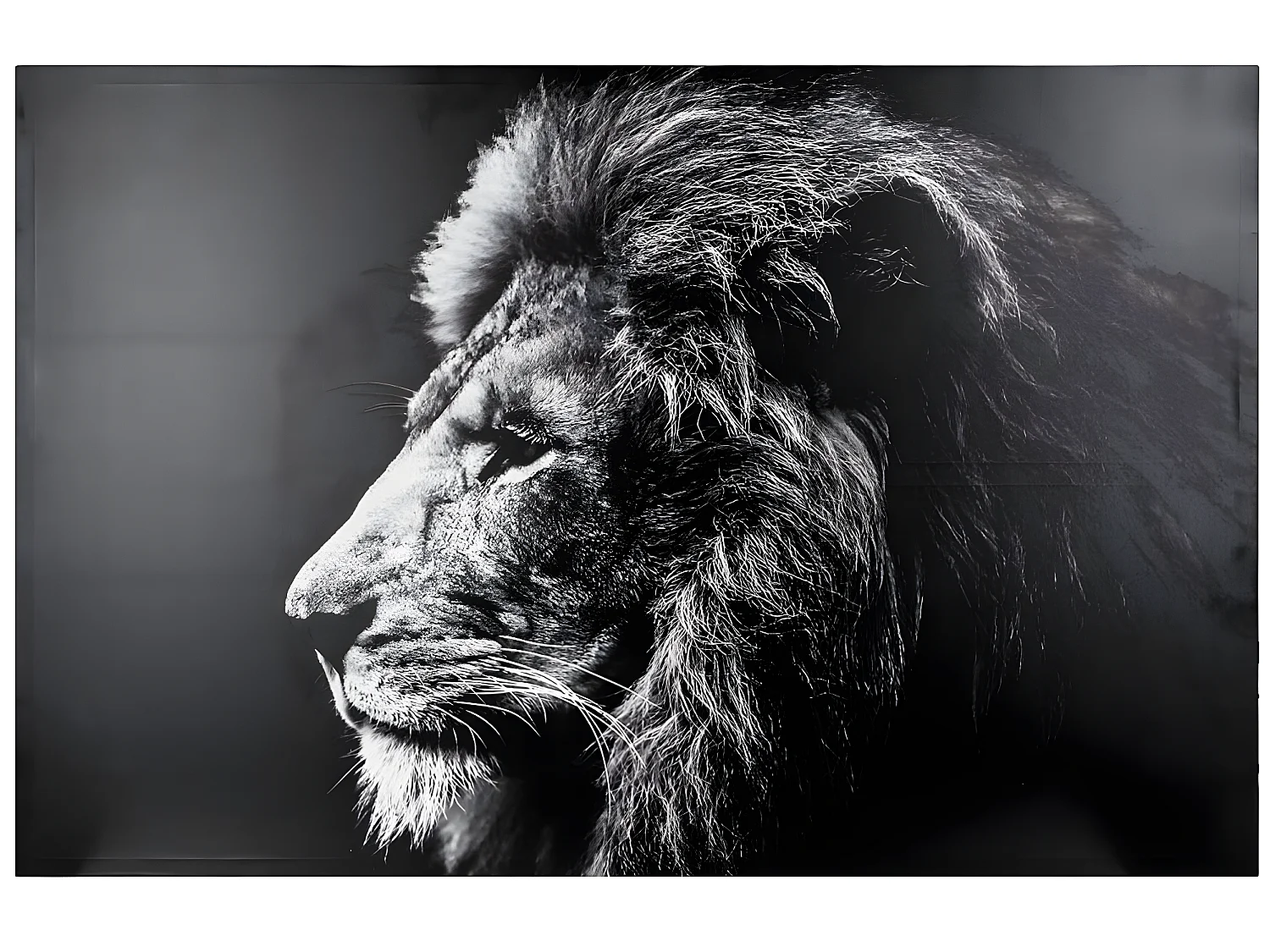 Toile Imprimée "Lion" 78x118cm Noir & Blanc