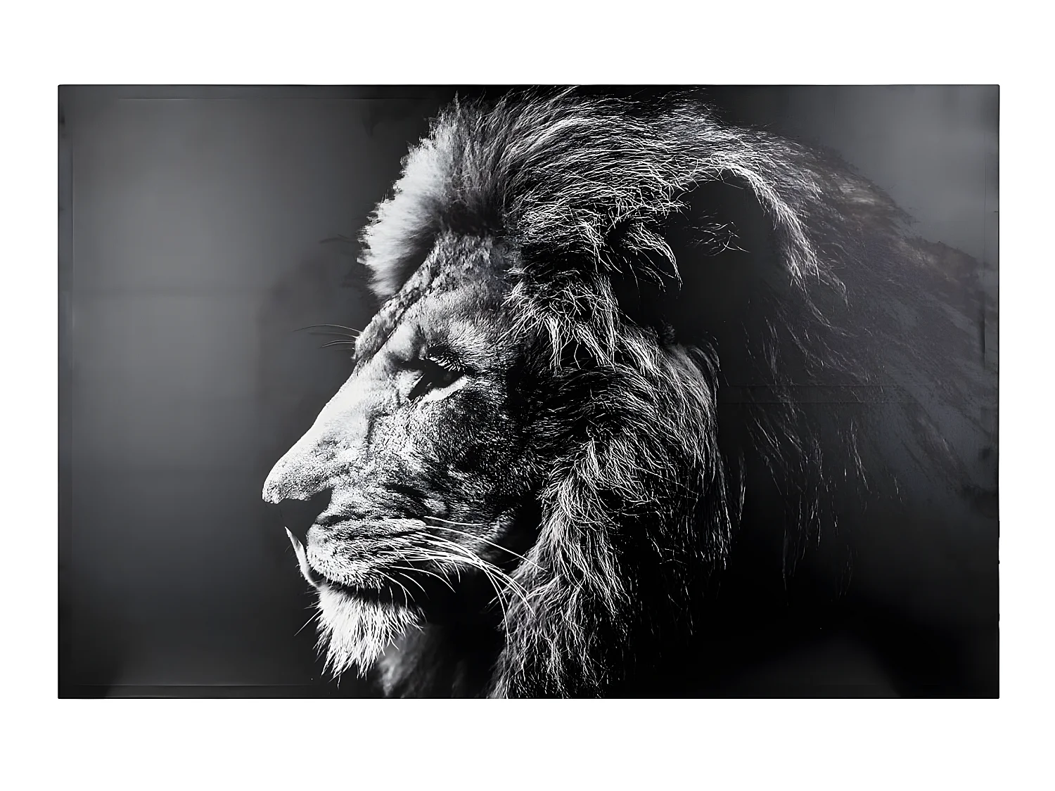 Toile Imprimée "Lion" 78x118cm Noir & Blanc
