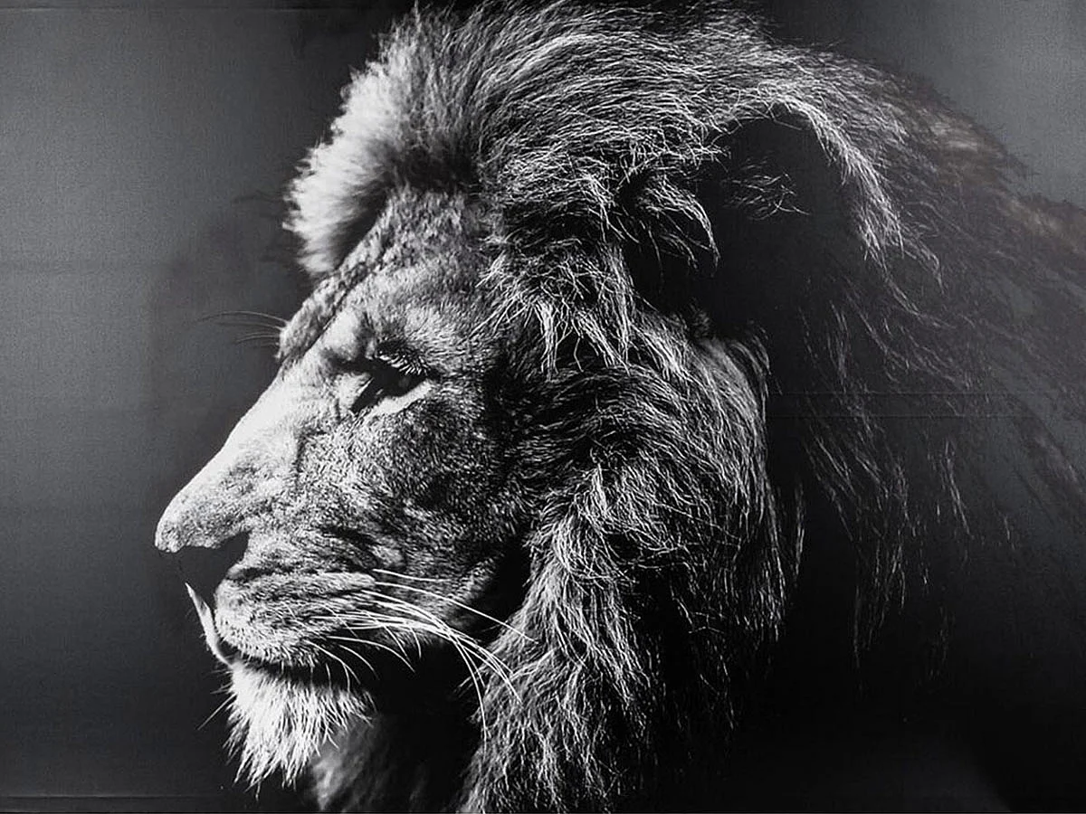 Toile Imprimée "Lion" 78x118cm Noir & Blanc
