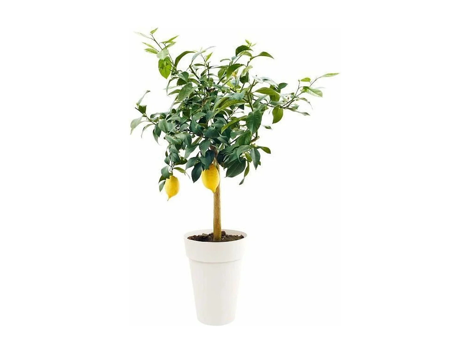 Pot de fleur rond Toscane Ø 46 x H.65 cm - Blanc - Eda