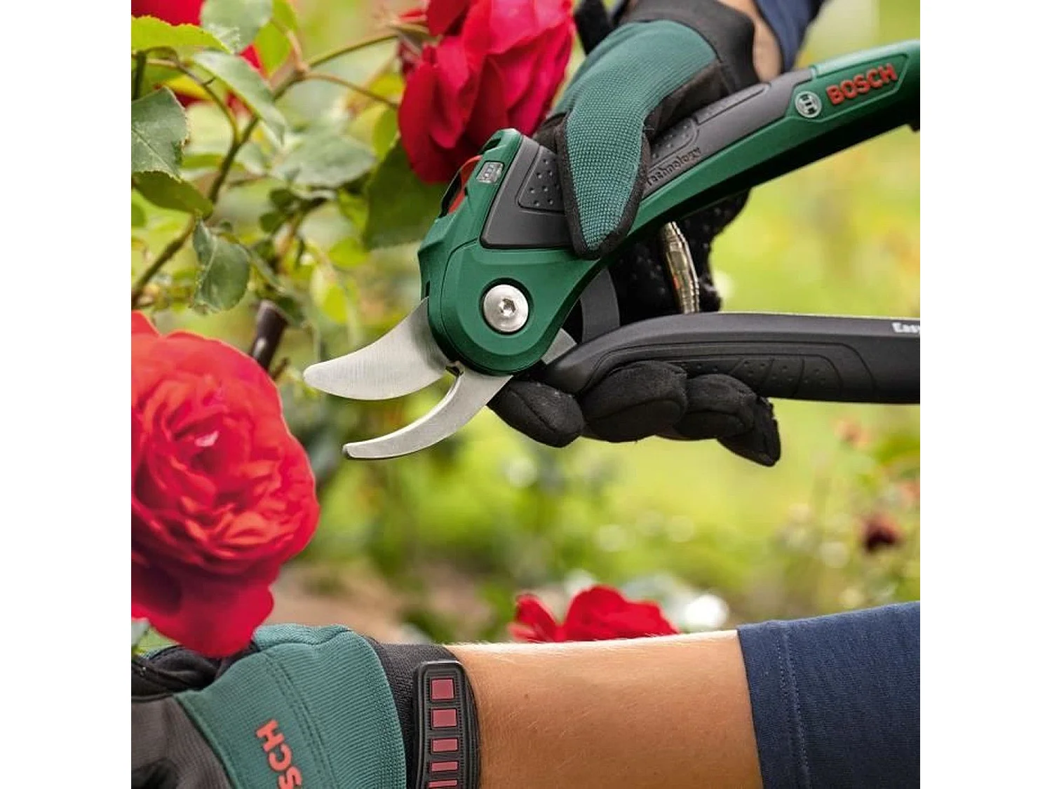 Sécateur sans fil EasyPrune - Bosch