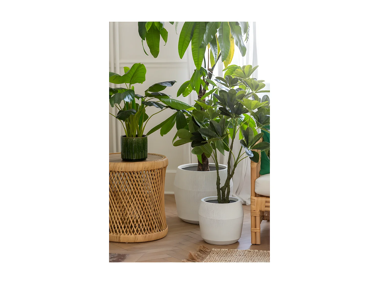 Pachira en maceta de plástico verde 27x27x110 cm