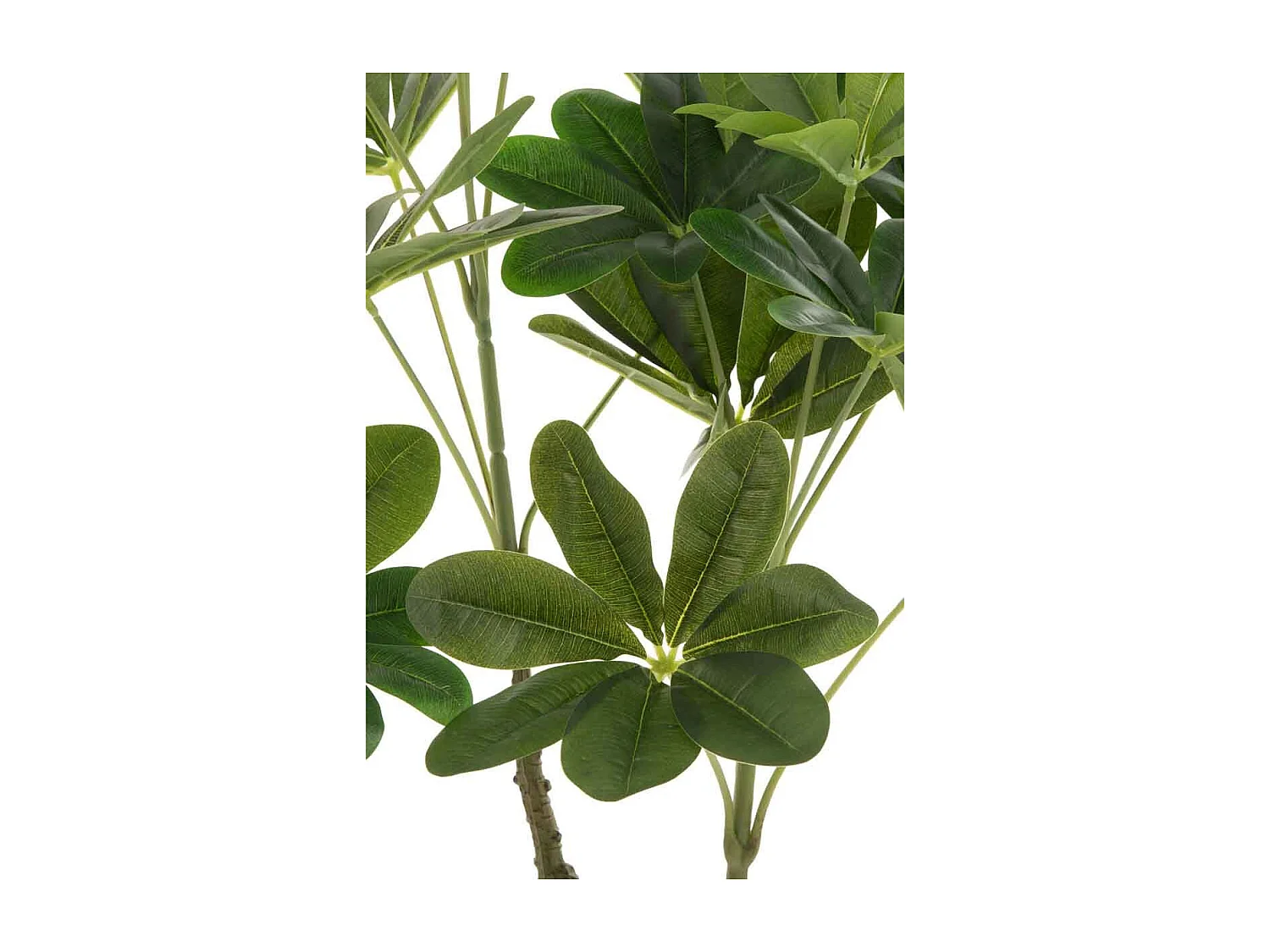 Pachira en maceta de plástico verde 27x27x110 cm