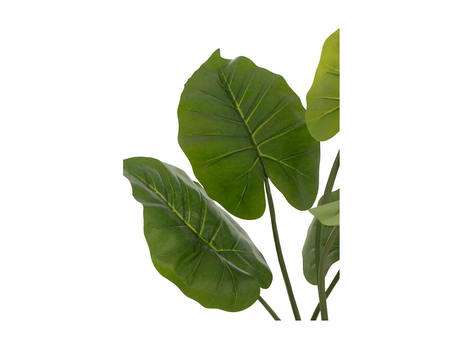 Tarot salvaje en maceta de plástico verde de 23x16x78 cm