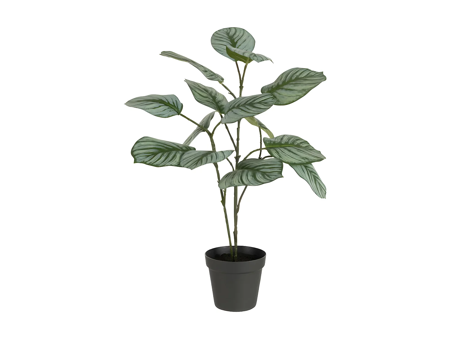 Calathea en maceta negra de plástico verde de 12.5x12.5x63 cm