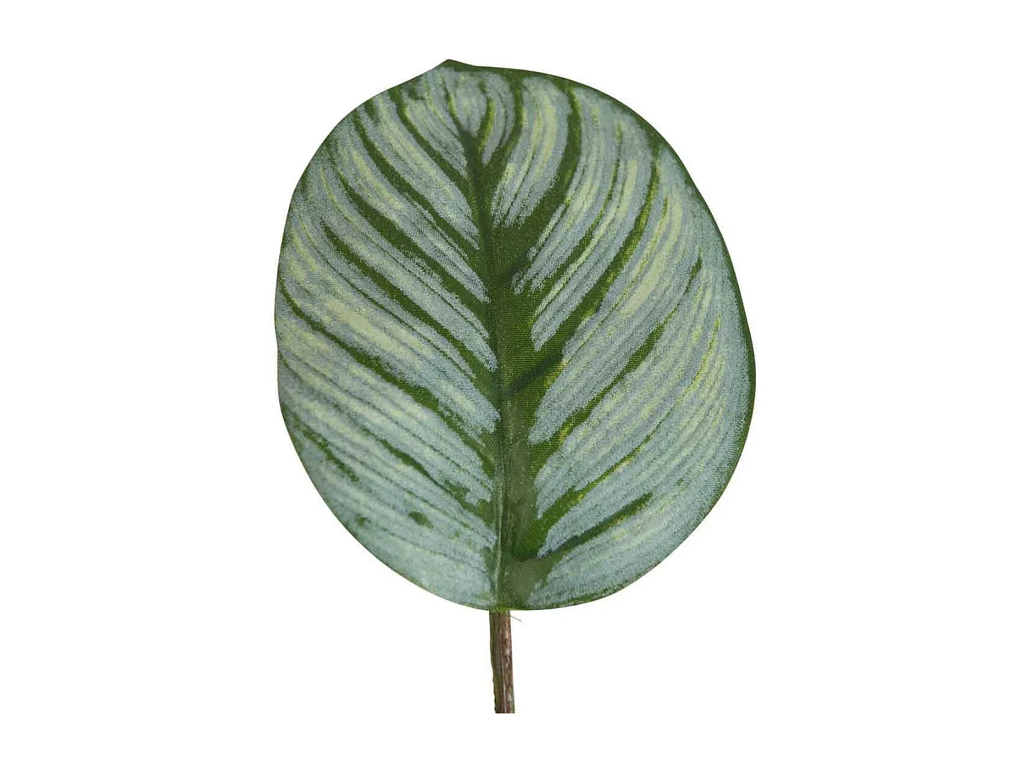 Calathea en maceta negra de plástico verde de 12.5x12.5x63 cm