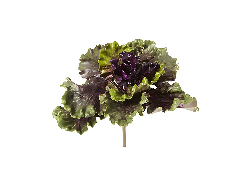 Feuillage de Chou Kale