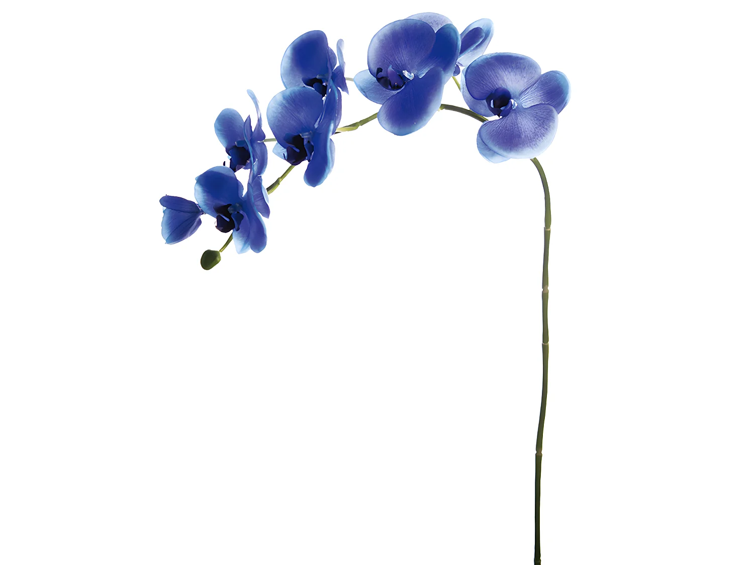 Tige d'Orchidée Phalaenopsis Forever