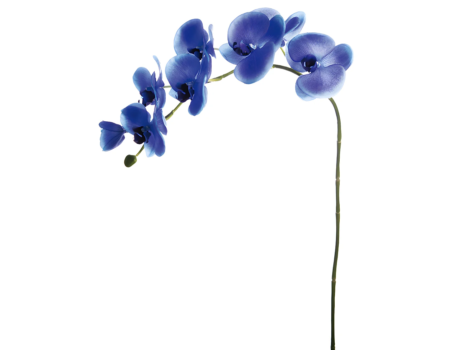 Tige d'Orchidée Phalaenopsis Forever