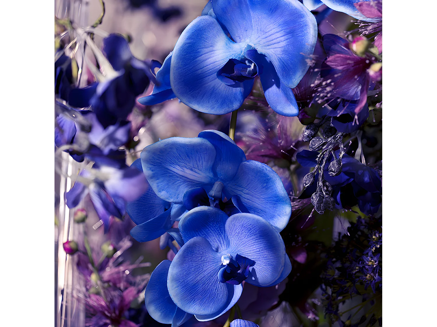 Tige d'Orchidée Phalaenopsis Forever