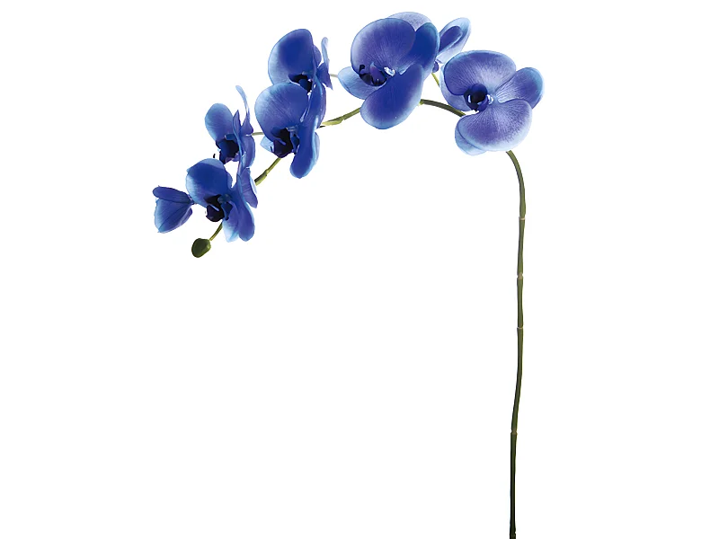 Tige d'Orchidée Phalaenopsis Forever