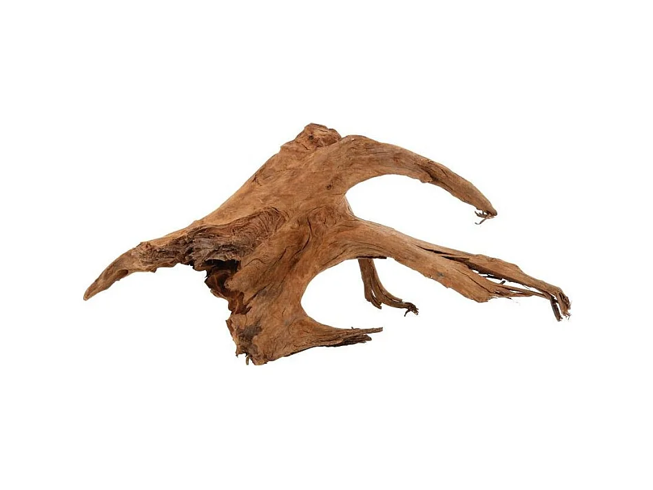 Racine naturelle Mangrove 40/60 cm