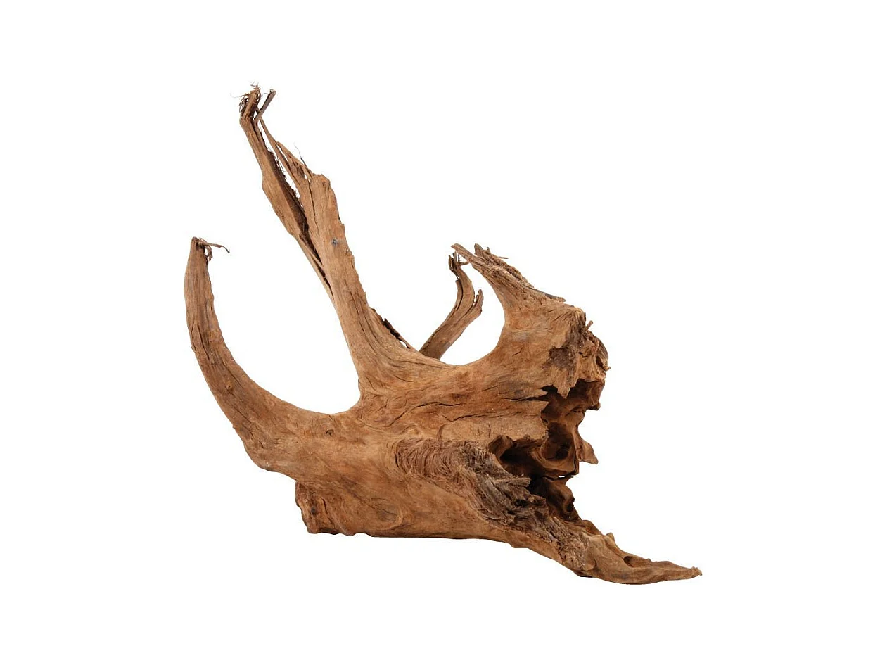 Racine naturelle Mangrove 40/60 cm