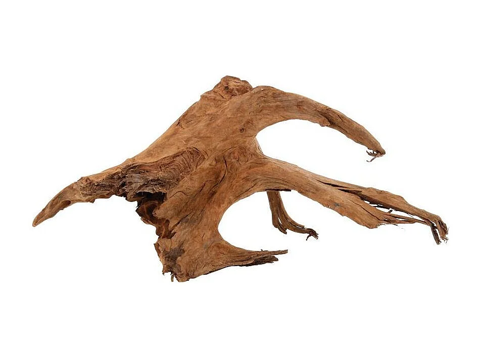 Racine naturelle Mangrove 40/60 cm