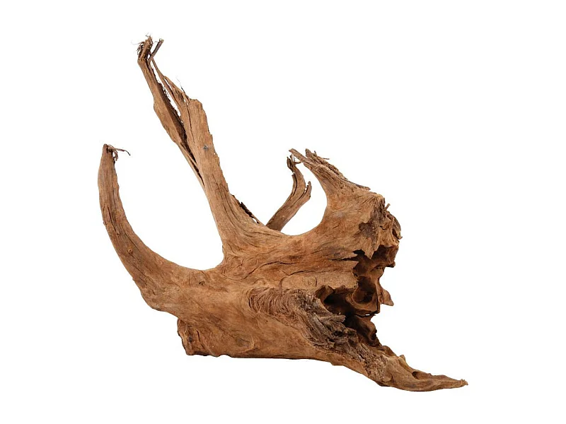 Naturwurzel Mangrove 40/60 cm