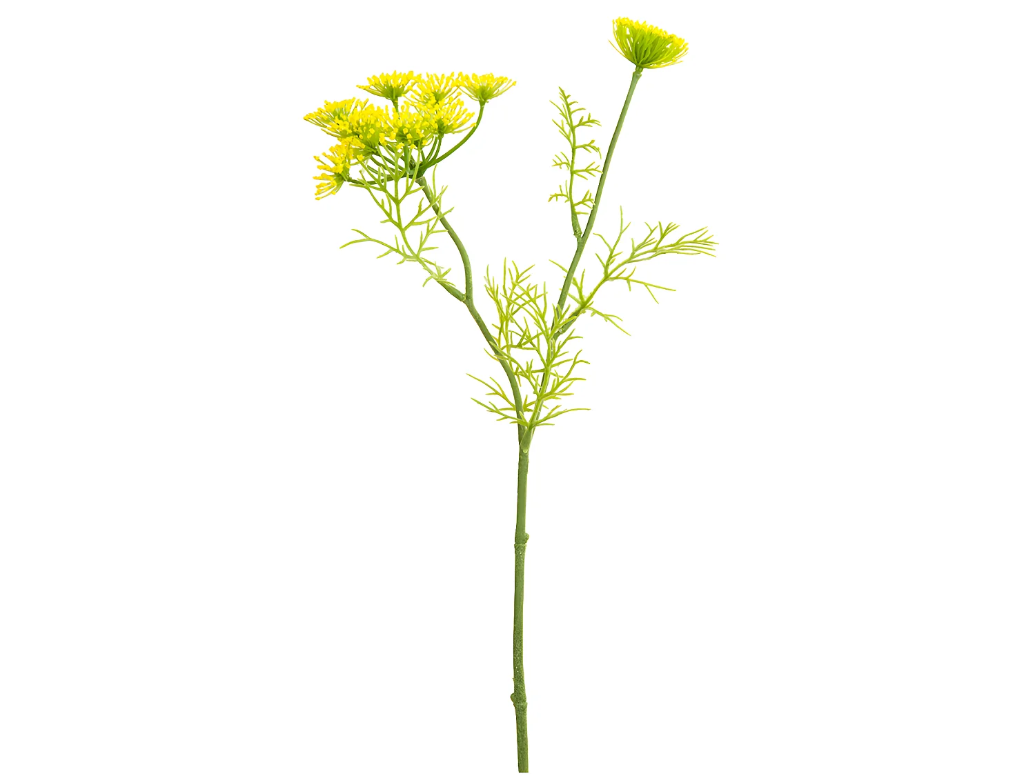 Tige de Carotte Sauvage